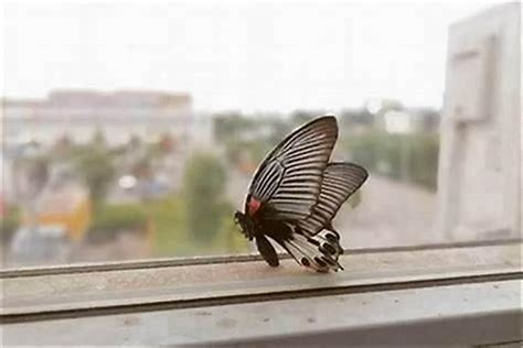 窗對馬路風水化解 家里有蝴蝶代表什么